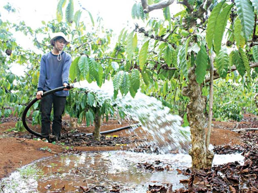 Kỹ thuật tưới nước cho cây cà phê vào mùa khô đạt hiệu quả